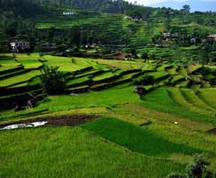 Ranikhet Honeymoon Tour Package