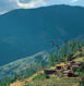 Ranikhet Tour Packages